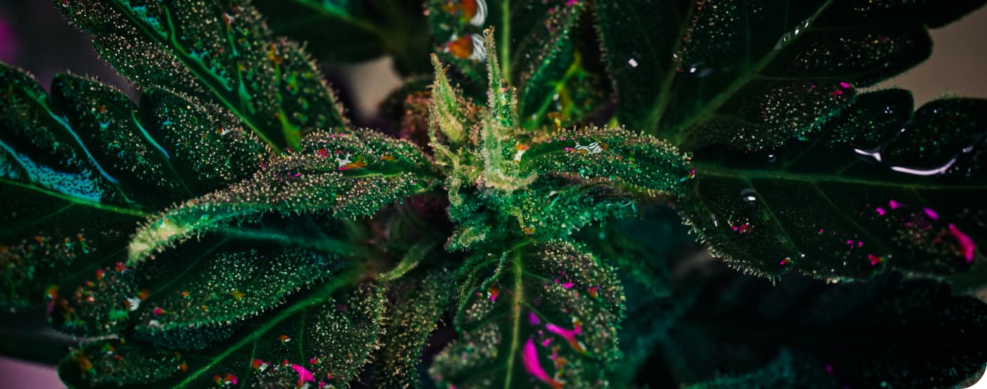 about-us-brockton2-green4all